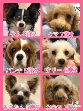 🐾今日の里親様募集中ワンコ🐶メンバーです🐾2020,11,7